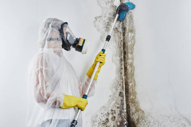 Best Office Mold Removal Services  in Jasper, GA