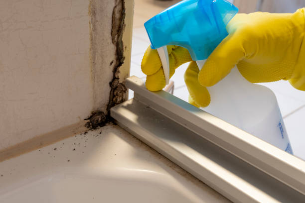 Crawl Space Mold Removal in Jasper, GA
