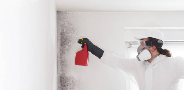 Best Mold Removal Process  in Jasper, GA