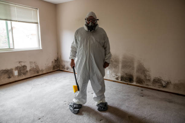 Professional Mold Removal in Jasper, GA